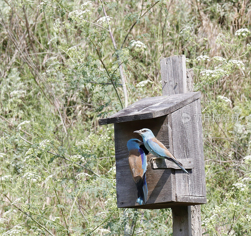 欧洲轮滑(Coracias garrulus)对由Nest Box